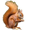 :squirrel